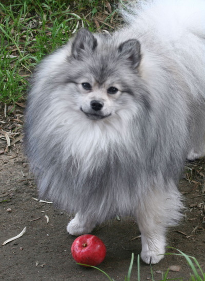 Малый шпиц (кляйншпиц)