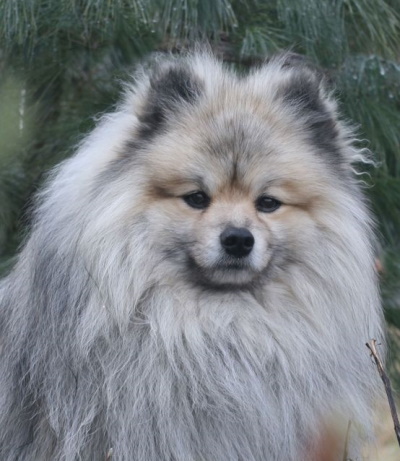 Средний шпиц (миттельшпиц)